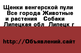 Щенки венгерской пули - Все города Животные и растения » Собаки   . Липецкая обл.,Липецк г.